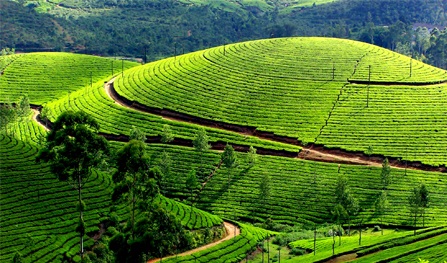 munnar group tour packages